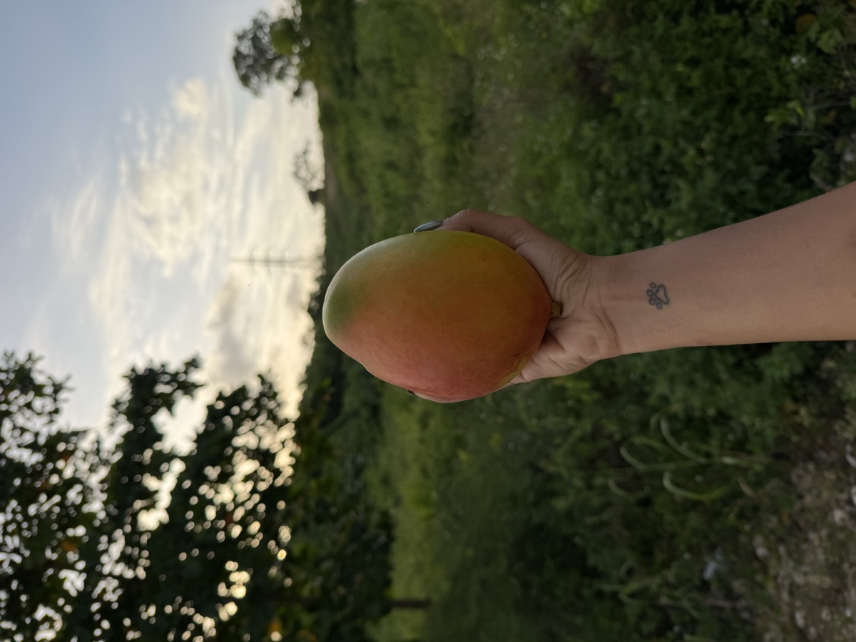 Mango Keitt, grande y carnoso, dulce y de poca fibra, cosechado en la finca
