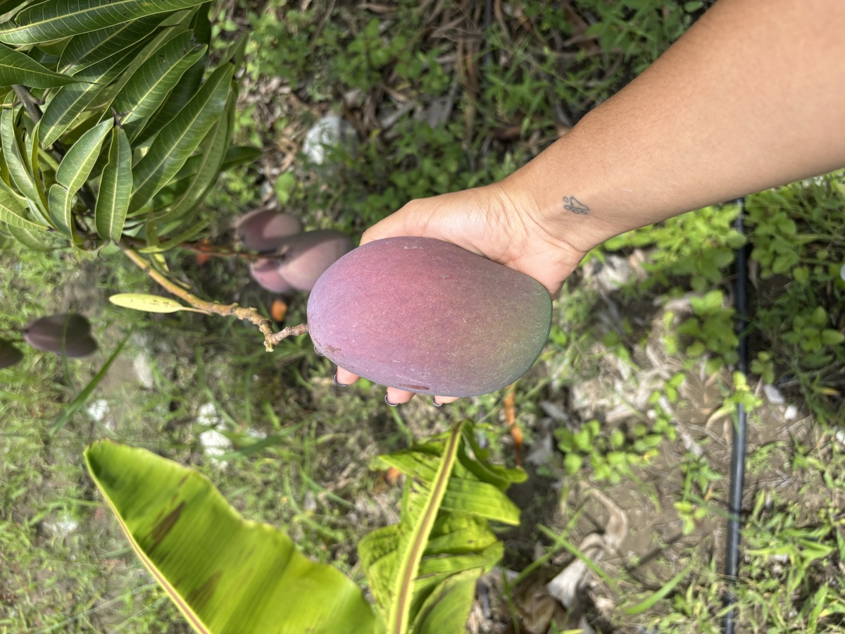 Mango Osteen, grande y ovalado con intenso rubor morado, dulce y de poca fibra, cosechado en la finca
