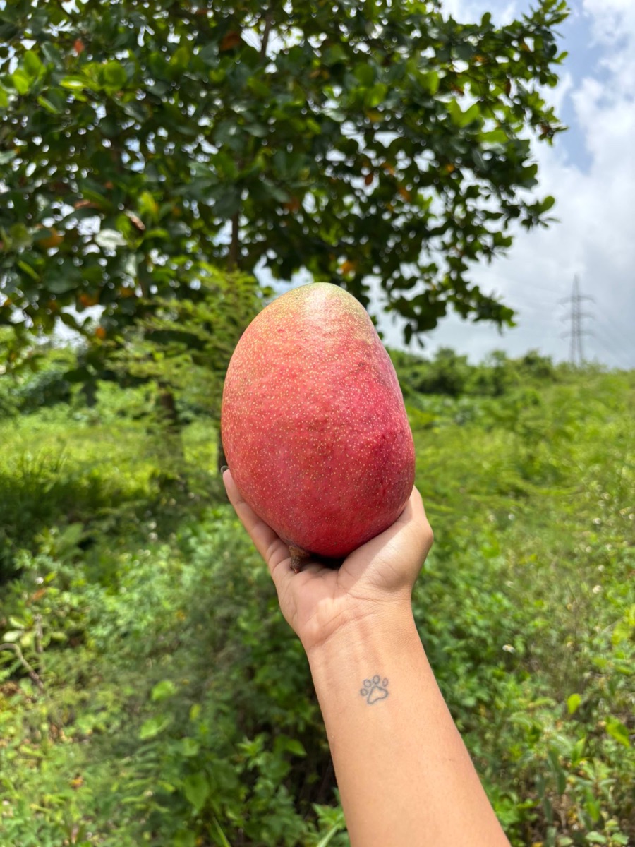 Mango Springfels, grande y ovalado con vivo rubor rojo, dulce y firme, cosechado en la finca